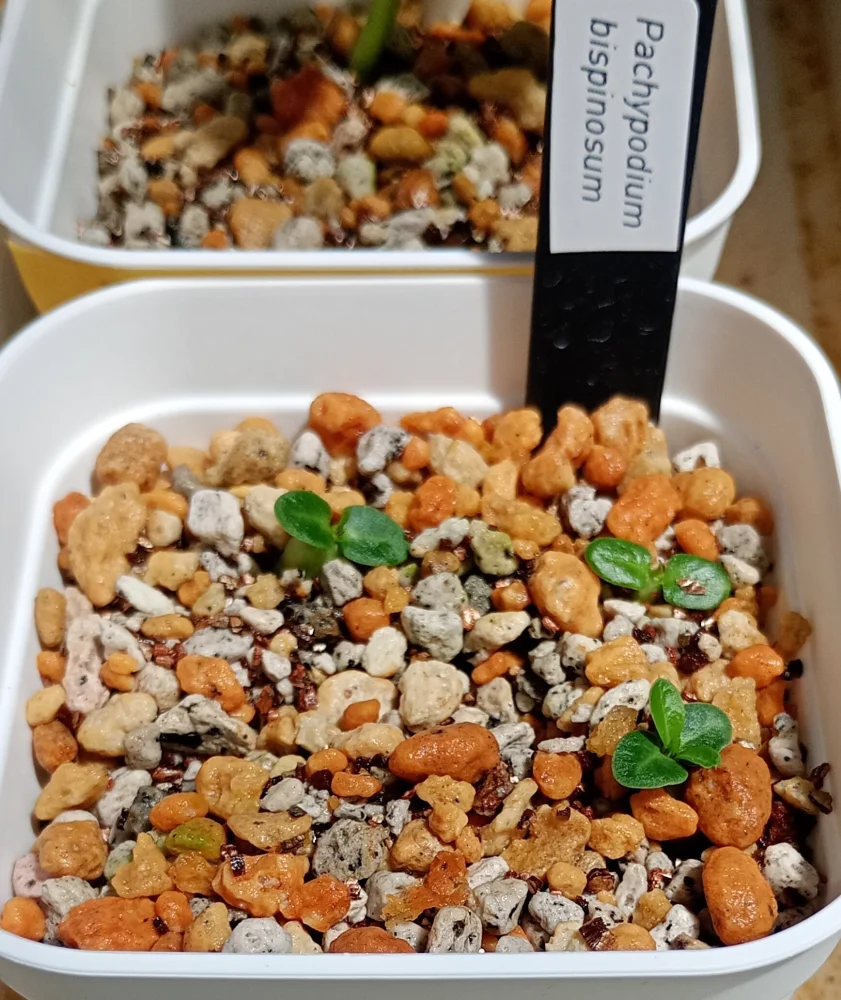 Pachypodium bispinosum (パキポディウム ビスピノーサム)